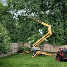 Best Fruit Tree Pruning  in Niagara Falls, NY