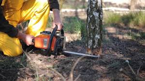 Reliable Niagara Falls, NY Tree Removal Solutions