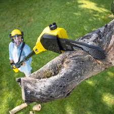 Best Sod Installation  in Niagara Falls, NY