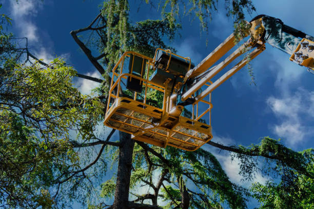 Best Root Management and Removal  in Niagara Falls, NY