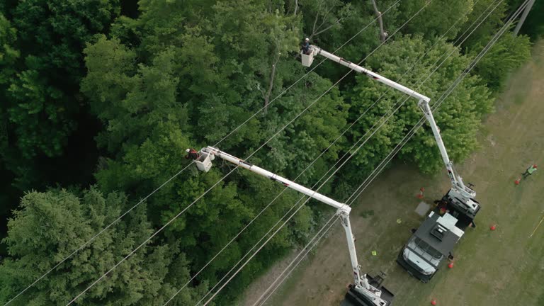 Best Palm Tree Trimming  in Niagara Falls, NY