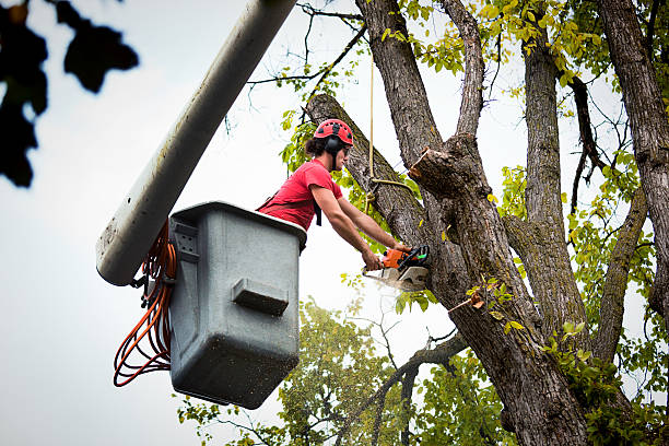 Professional Tree Removal in Niagara Falls, NY